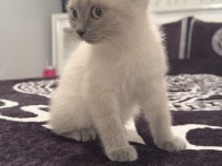 Uysal 3 Aylık British Shorthair Beyaz