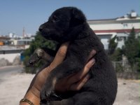 Koyu Renk Belçika Kurdu Yavrusu