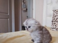 British ve scottish silver tabby yavru