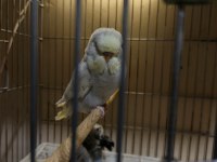 Show jumbo muhabbet kuşlar