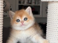 Türünün En Kalitelisi Golden British Shorthair 