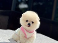 SAĞLIK VE IRK GARANTİLİ POMERANİAN KÖPEĞİMİZ