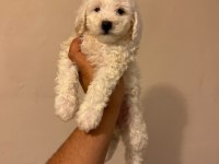 Tüy Dökmez Koku Yapmaz Maltipoo Yavrularımız