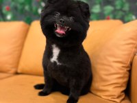 Pomeranian Spitz, Boo Değil