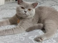 Ücretsiz sahiplendirme british shorthair