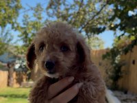 Safkan teacup poodle