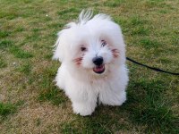 6 aylık erkek maltese terrier aşıları tam eğitimli