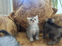 Safkan british shorthair bebişlerime yuva