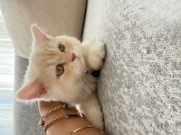Çok sıcak kanlı sevimli