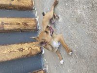 Pinscher yavrularımız