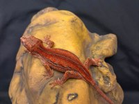 Gargolye Gecko Çift
