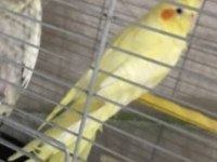 SAĞLIKLI LUTİNO SULTAN PAPAĞANI YAVRULAR
