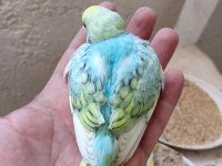 Rainbow muhabbet kuşu yavrular