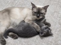 British Shorthair Güzel Kızımız