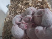 SURİYE HAMSTER YAVRU VE SAĞLIKLI