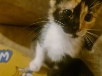 Calico yavruya ömürlük yuva arıyoruz