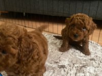 27 haziran doğumlu korekan dark brown son 2 toy poodle