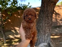 Sağlık ve ırk garantili toy poodle yavrularımız 
