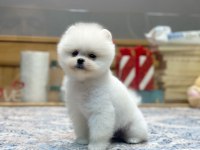 Tedy Face Pomeranian Kızımız