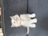 45 günlük ragdoll yavrular