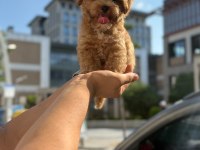 Sevimli poodle dostlarımız yeni yuvasını arıyor