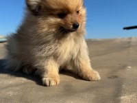 Pomeranian Boo yavrularımız ırk garantilidir