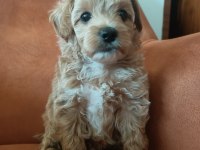 Çok tatlı maltipoo erkek yavrumuz
