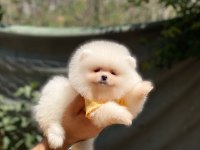 Dişi ve erkek mevcuttur hepsi de safkan pomeranian