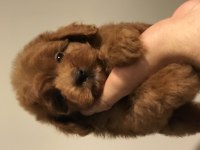 2. jenerasyon red maltipoo
