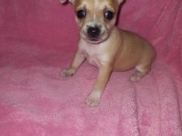 Mini chihuahua