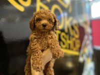 Poodle yavruları