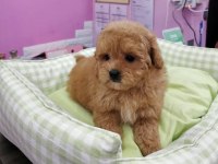 F2 MALTİPOO YAVRULARI