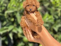 Mersinin En Seçkin Toy Poodle Yavruları