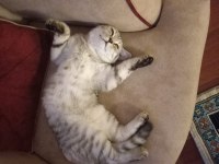 British shorthair silver erkek cins sahiplendirme