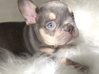 Exotic French Bulldog Yavrularım
