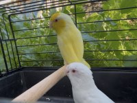 Hazır forpus çiftler ve fazlası