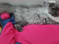 6 AYLIK SCOTTİSH KEDİMİ SAHİPLENDİRMEK İSTİYORUM