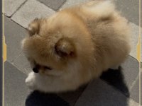 Mini pomeranian boo yavrumuz