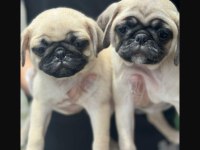 Gül kuyruk orijinal Pug Mobs yavrularım