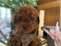 Baby Face Poodle Bebekler