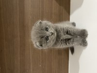 Mükemmel huylu scottish fold
