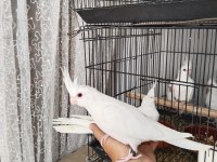 İster tek ister toplu Albino Sultan Papağanı