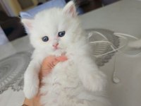 BRITISH LONGHAIR YAVRULAR