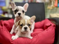 Çok Sevimli Maskeli French Bulldog Yavrularımız