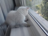 British Shorthair Yavru (Dişi)
