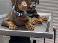 A Şecereli Doberman Yavrularımız