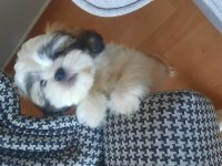 Yakışıklı shih tzu oğlum
