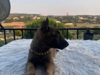 Gelen alır Belçika kurdu
