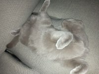 Eşyalarıyla 8 aylık dişi british shorthair
