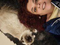 Kısırlaştırılmamış biri dişi ve biri erkek 8 aylık ragdoll